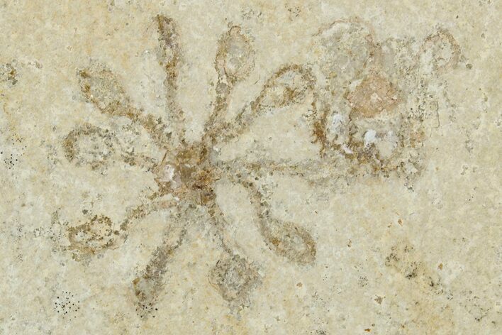 Two Floating Crinoid (Saccocoma) Fossils - Solnhofen Limestone #353558